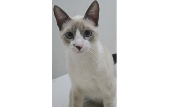Gatinho SRD, branco com manchas cinzas na face e nas orelhas, 8 meses de idade, medroso, arisco e lindo