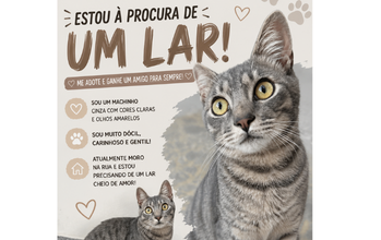 Gatinho SRD, Cinza rajado, com olhos amarelos, 8 meses de idade, carinhoso, gentil, dócil e muito lindo