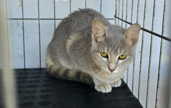 Gatinho SRD, cinza rajado, 5 meses de idade, desconfiado e muito lindinho