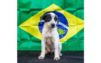 Gabi cachorrinha, 2 meses, pelagem curta, branca, com mancha preta nos olhinhos e orelhinhas. Muito lindinha