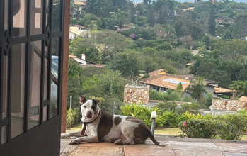 Gaia Cachorro mesclado com as raças Pitbull com Bull Terrier, 10 anos de idade, positivo para Leishmania, branco com manchas em marrom, muito lindo e dócil