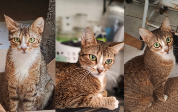 Gal gatinha, jovem, pelagem tigrada com manchas brancas no peitoral, pescoço e focinho. Olhos verdes. Muito linda.