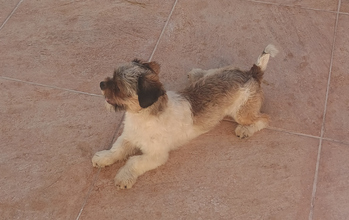 Gangan cachorrinho filhote, raça shih tzu, pelagem branca e manchas marrons no dorso e na cabeça. Muito fofinho