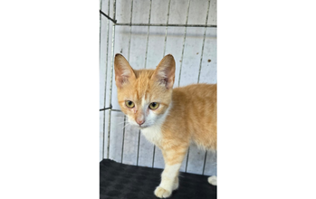 Gatinho amarelinho rajado com branco, olhos de me, muito lindinho e bonzinho.