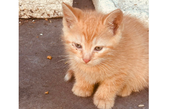 Garfield Gatinho SRD, laranjinha, nasceu em uma colônia de gatos, deve ter 3 meses de idade, muito fofinho e espertinho.