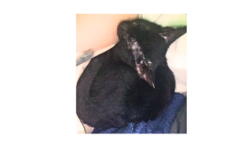 Gata Gatinha sem raça definida, de 3 meses de idade, pelagem na cor preta, super calma e educada