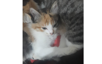 Gatinha Gatinha SRD, tricolor, 3 meses de idade, muito lindinha e dócil