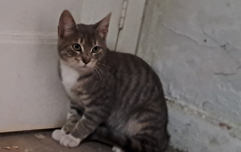 Gatinha Gatinha SRD, cinza rajado, tem uns 4 meses, muito ressabiada e lindinha