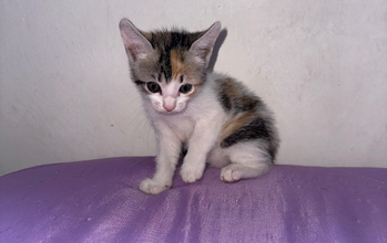 Filhote sem nome Gatinha sem raça definida, tricolor de pelagem curta, de 3 meses de idade e muito lindinha