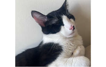 Filhote (sem nome) Gatinho sem raça definida, branco com manchas preta, tipo frajola, de 6 meses de idade, super dócil e carinhoso