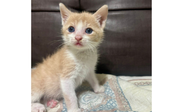 Gatinho sem nome Gatinho de aproximadamente 2 meses de idade, branco com bege rajado, com olhos azuis, muito lindo, bem ativo e brincalhão.