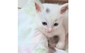 Gatos Gatinha SRD, Branquinha com olhos azuis, 2 meses de idade, agitada e lindinha