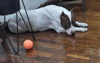 Zaya Pitbull fêmea , em torno de 3 a 5 anos de idade, branquinha com manchinhas em caramelo, muito linda e bem cuidada