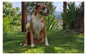Gepetto Cachorro de porte grande, da raça boxer, pelagem curta, cor caramelo e com mancha branca do peito a barriga e muito dócil