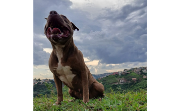 Gorda Cachorra da raça Pitbull, 6 anos de idade, caramelo com peito branco, brava e linda