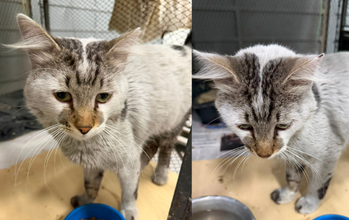 Graxa gatinho, jovem, pelagem curta, cinza com manchas escuras na cabeça, patinhas e dorso. Muito lindo.