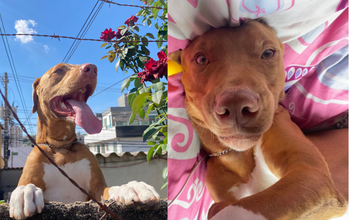 Guaraci cachorro, porte médio, pelagem curta, marrom dourado com manchas brancas no peitoral e nas patas dianteiras. Muito lindo.