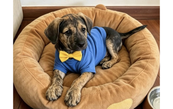 Guto Cachorrinho, 3 meses, pelagem preta com rajados marrons e muito fofinho