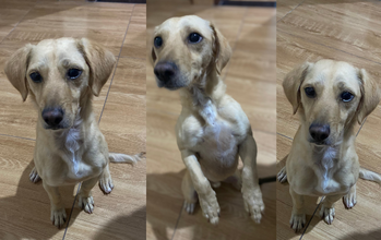 Hadames cachorrinho, SRD, 4 anos, porte pequeno, pelagem média amarela com manchinha branca no peitoral. Muito fofinho.