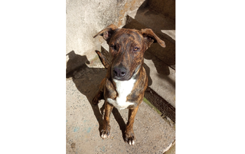 Half Cachorro SRD, de 4 anos de idade, porte grande, pelagem curta, marrom tigrado com mancha branca no pescoço, calmo e brincalhão