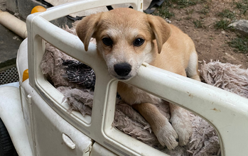 Hanna Cachorrinha SRD, bege com manchinhas brancas, 5 meses de idade, muito tranquila, muito brincalhona e lindinha