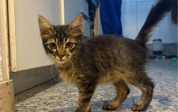 Harry Potter gatinho, macho, SRD, 2 meses, pelagem tigrada e olhos verdes. Muito fofinho.