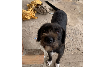Hermione Cadela de porte médio, SRD, preta peludinha mesclada com cinza, 10 meses de idade e dócil. Ela é super carinhosa, adora carinho e um colinho e é muito esperta.