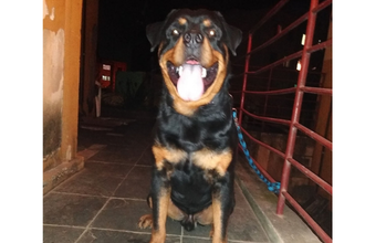 Hulk Rottweiler, macho, 7 anos de idade, não sociavel com crianças e outros cães, cão de guarda, lindo