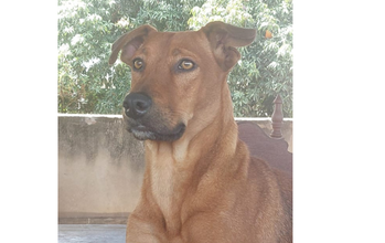Pitanga Cadela sem raça definida, pelagem curta, na cor caramelo, de porte médio e de 2 anos de idade.Pitanga é uma cadela imponente e elegante, dócil e calma. Gosta de brincar com outros cães, gosta de correr. É muito linda, boa para vigiar um quintal grande e conviver com outros cães.