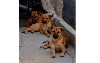 Jade Costa Cachorrinha SRD, caramela, porte pequeno, 1 ano de idade e dócil