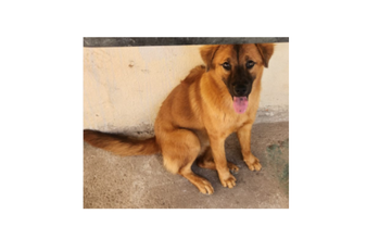 Jade Cachorrinha da raça Akita, de porte médio, cor caramelo, de 6 meses de idade e super dócil.