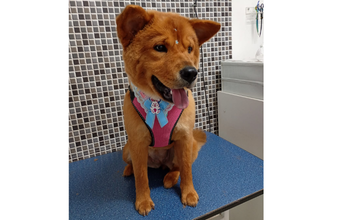Jade Cachorrinha de 11 meses de idade, da raça Chow Chow, caramela, dócil e brincalhona