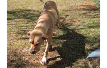 Janete Cadela Pitbull, caramelo, 1 a 2 anos de idade, olhos claros, muito dócil e convive com qualquer cachorro e criança e linda