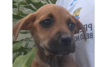 Jasmim cachorrinha, pelagem curta, caramelo, focinho preto. Muito fofinha.