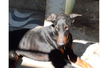cachorro, porte grande, raça Dobermann, pelagem curta, preta com manchas marrons em algumas regiões do corpo. Lindo.