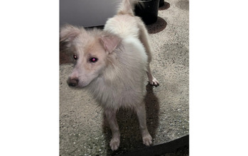 Jimmy cachorro, 3 anos, pelagem longa, toda branca e algumas manchinhas amarelas na cara. Muito lindinho