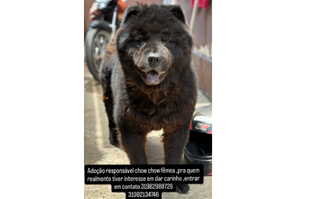 Cachorra da raça Chow Chow, de 3 anos de idade, pretinha e peludinha, muito dócil e lindinha 