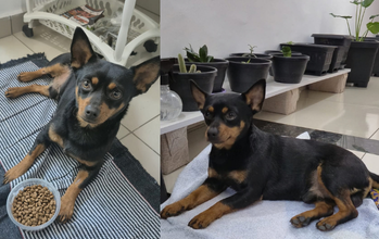 Joaquim cahorrinho, raça Pinscher, pelagem curta preta com detalhes marrons claros. Olhos cor de mel. Muito lindinho.
