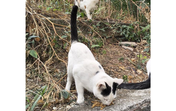 Joaquim gatinho, adulto, pelgem toda branca, com duas manchas pretas na cabeça e a cauda preta. Muito lindo.