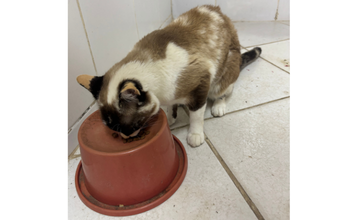Joaquina Gatinha SRD, bege com manchinhas marrons, 5 anos de idade, muito dócil e linda