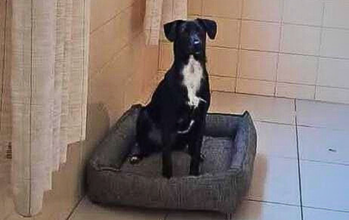 Joca Cachorrinho de 2 anos de idade, SRD, pretinho com mancha branca, muito brincalhão e agitado do pescoço até altura do peito,