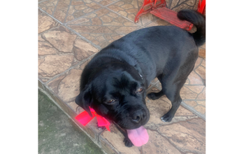 cachorrinha, porte médio, pelagem curta toda preta, olhos castanhos. Muito linda.