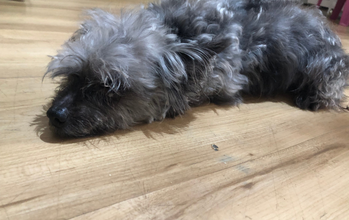 Joly Cachorrinha idosa, de 15 anos de idade, raça Yorkshire, porte pequeno, arredia, mas muito lindinha.