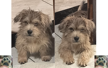 cachorrinho, filhote, pelagem tipo "fiapo de manga", amarela. Muito lindinho.