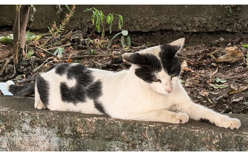gatinho, adulto, pelagem branca com manchas pretas no dorso, cabeça e cauda. Muito fofinho.