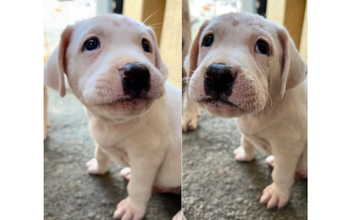 José cachorrinho, 4 meses, pelagem curta e toda branca, porte médio. Muito lindinho.