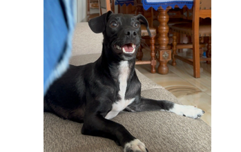 Juca Cachorrinho SRD, de 10 meses de idade, pelagem curta preta e com mancha branca no pescoço, dócil, brincalhão, carinhoso, energético e muito lindo