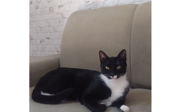 Jucelino Gatinho preto com manchas brancas, tipo frajola, SR, 3 anos de idade, medroso e mansinho