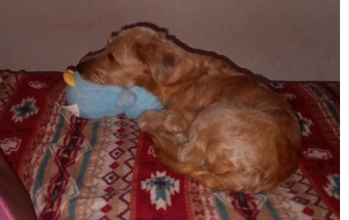 Judith Cachorrinha SRD, peludinha na cor caramelo, 2 anos de idade, carinhosa, tranquila e lindinha