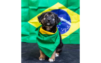 Juninho cachorrinho filhote, peludinho, cor preto com manchas marrons e brancas.